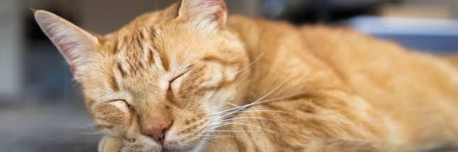 2024WonderWomanOnTarget banner