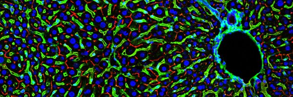 EliVerboven Profile Banner