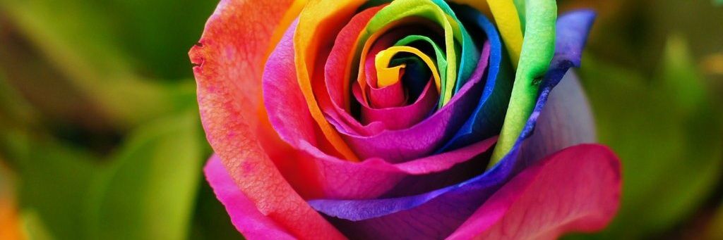 Redefined Rose banner