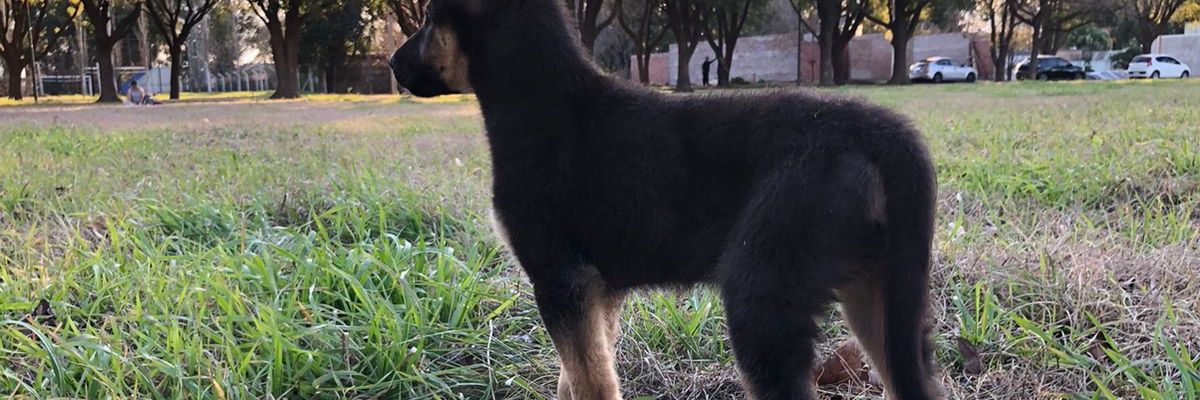 Lautaaroo9's profile banner image