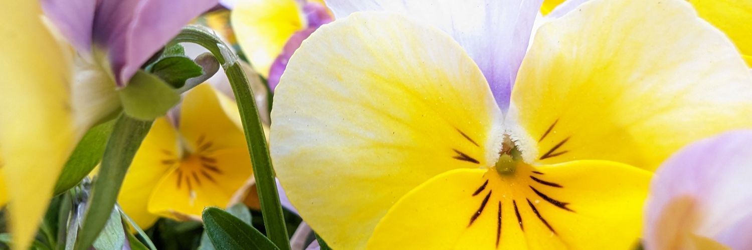 RoseMikkelsen2's profile banner image