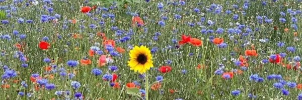 sassymimi68 Profile Banner