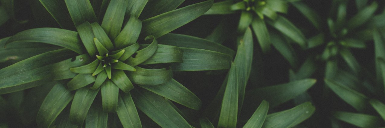 Karinna Gerhardt banner