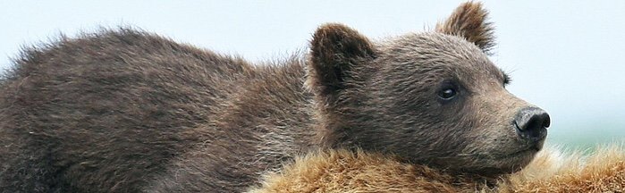 teddybearwarm's profile banner image