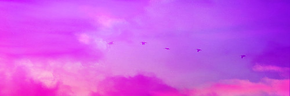 pousscys's profile banner image