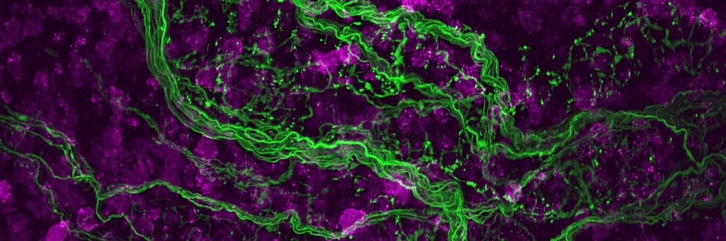Cell Biology UTSW's banner