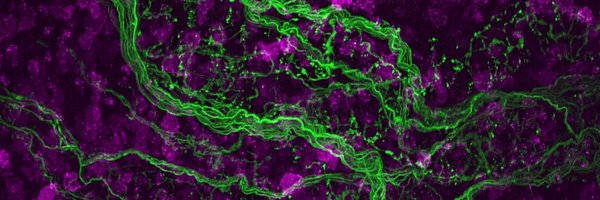 CellUtsw Profile Banner