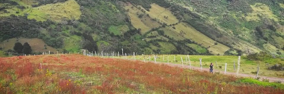 A de Alejandro banner