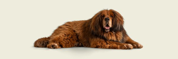 loyalfordogs Profile Banner