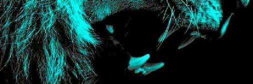 Cryptzilla's profile banner image