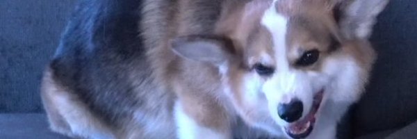 AlkaizerSenpai Profile Banner