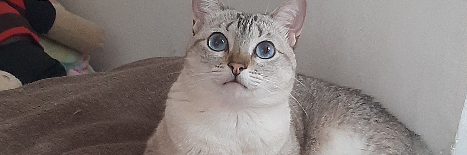 laralandyy's profile banner image