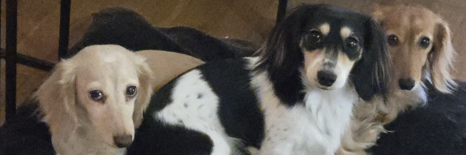 Zelda & Bandita banner