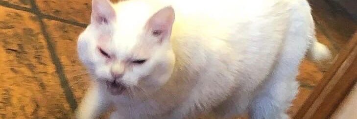 Lisa_Karari's profile banner image