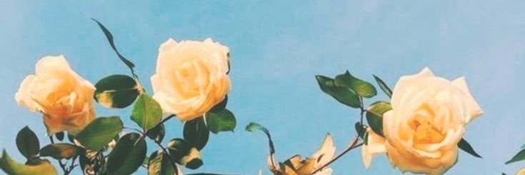mandiatrandom's profile banner image