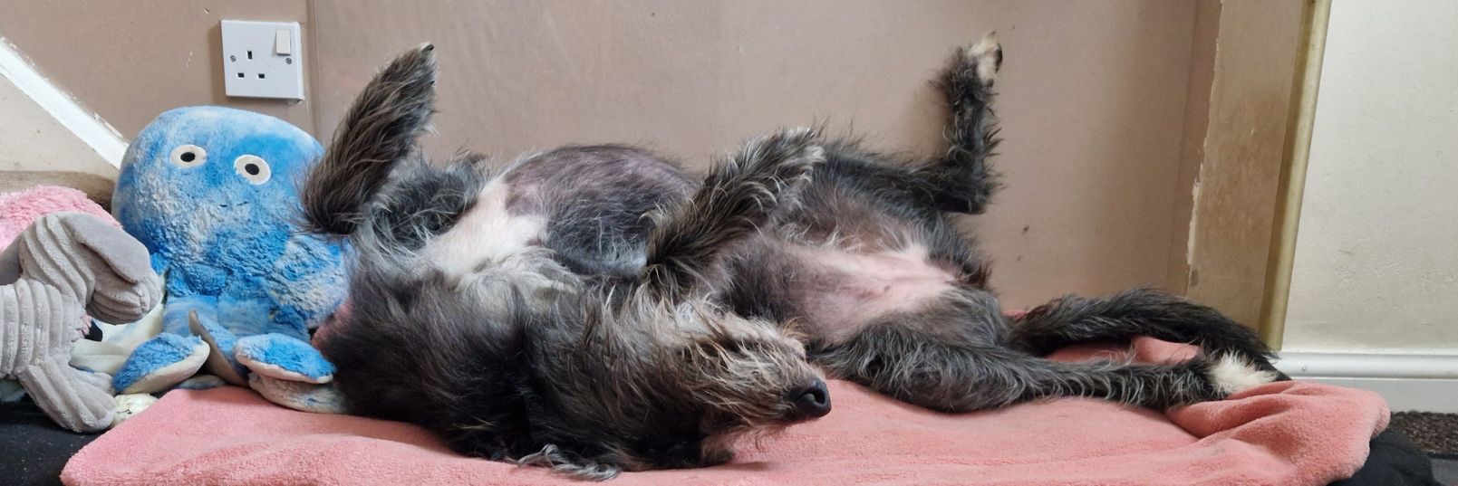 Jerry H 🥃🪕 banner