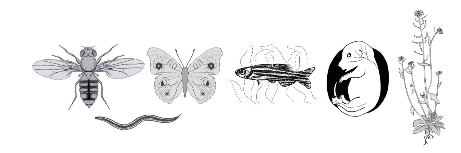 Society of Developmental Biologists Singapore banner