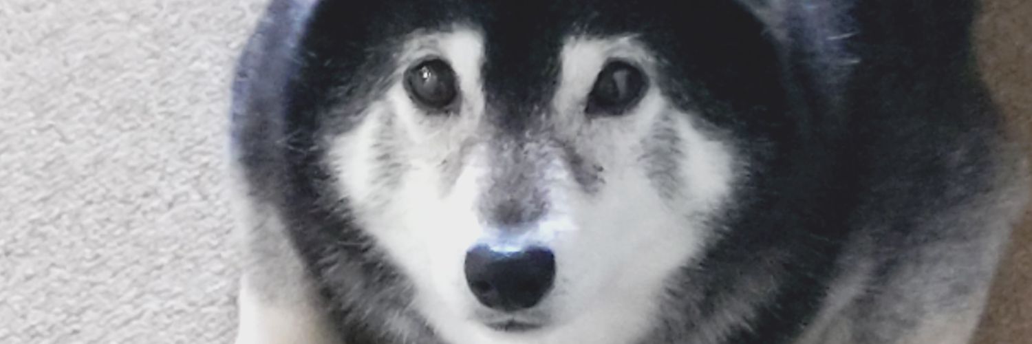 jiiko99's profile banner image
