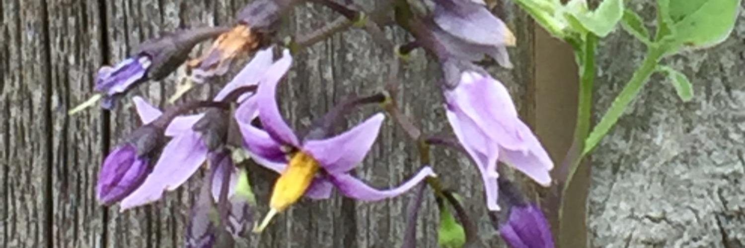 lenlundh's profile banner image