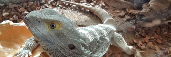 SladeinChaos1 Profile Banner