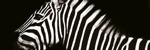 LAURELdevelops Profile Banner