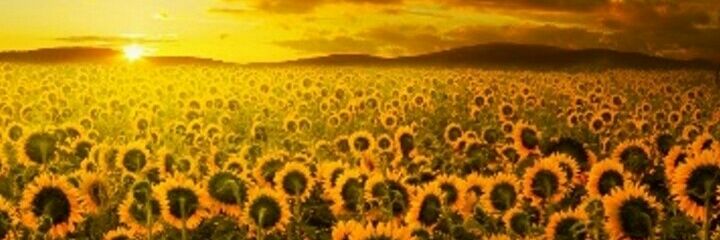 AnaMariaDL's profile banner image