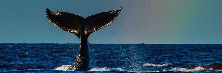 🦁 Pepa 🐋🌊 // 🍞🐝 banner