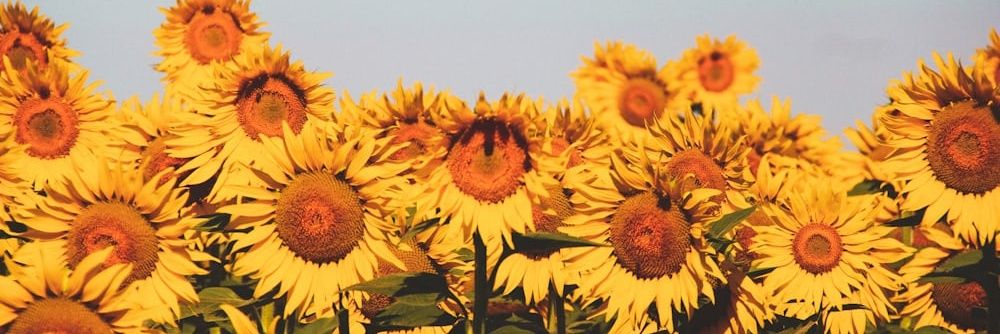 felygrcn's profile banner image
