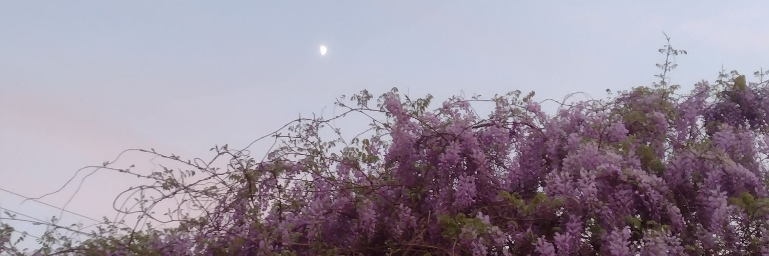Ange_lanuti's profile banner image