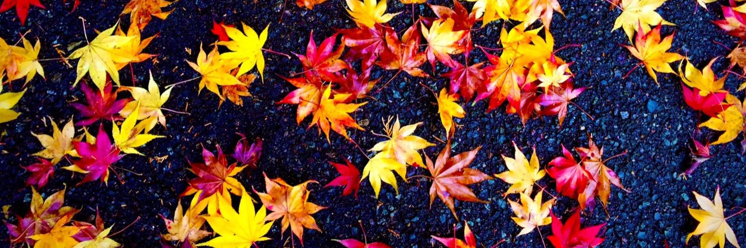 ha_issy1133's profile banner image