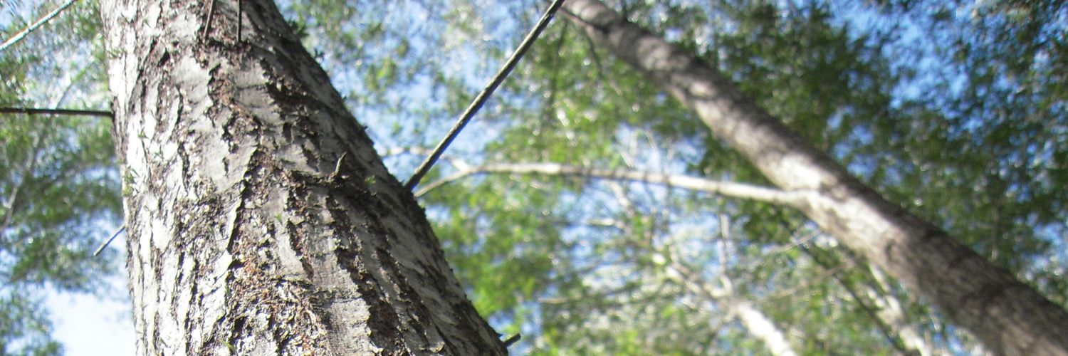 paulirre's profile banner image
