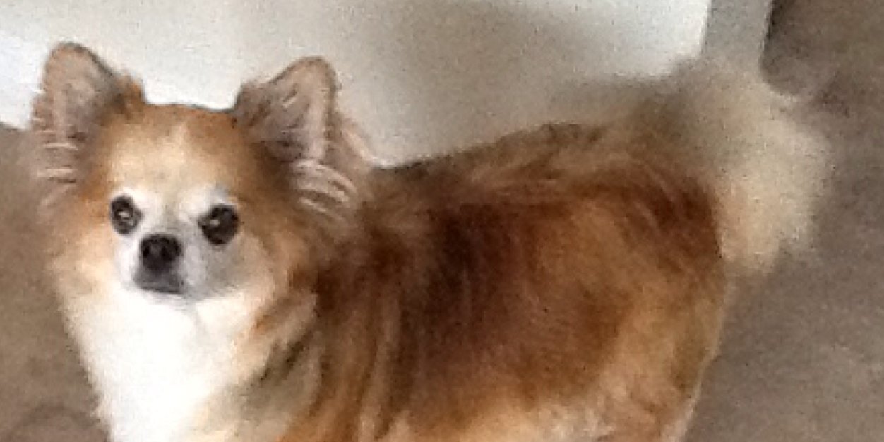 PMichelutti's profile banner image