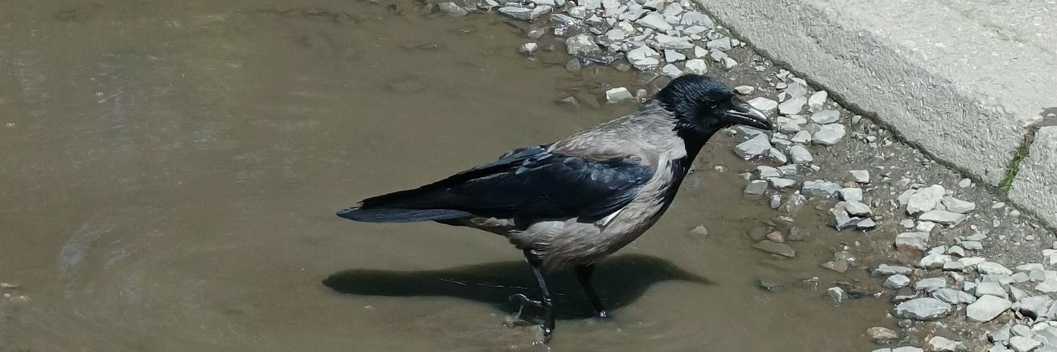 Łukasz 🇵🇱🇬🇧🇪🇺 banner