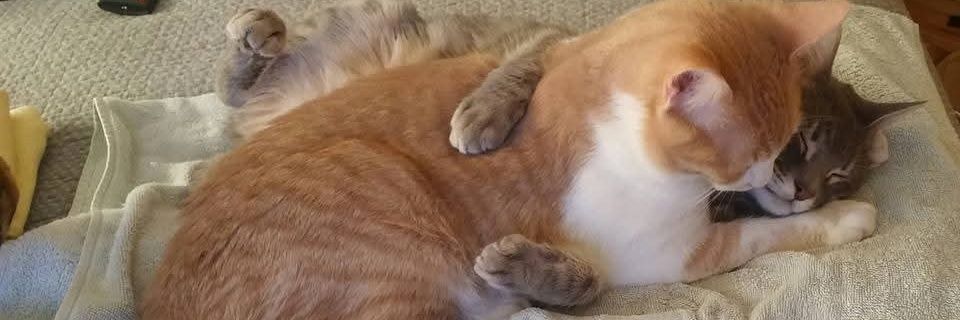 isalesme's profile banner image