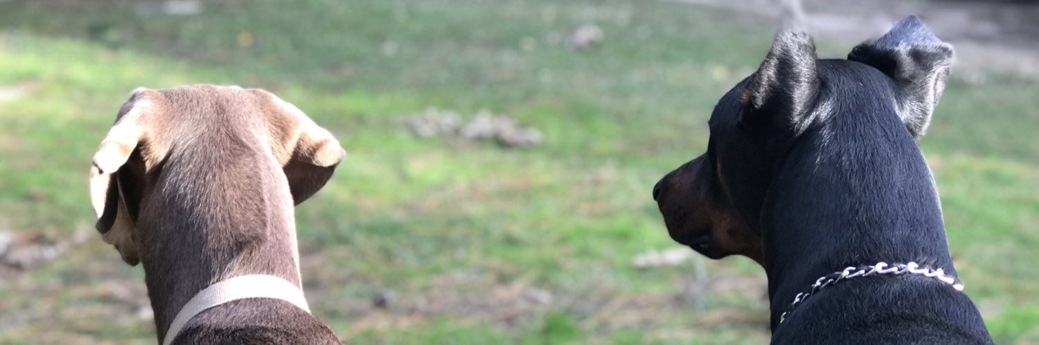 Casssss__'s profile banner image