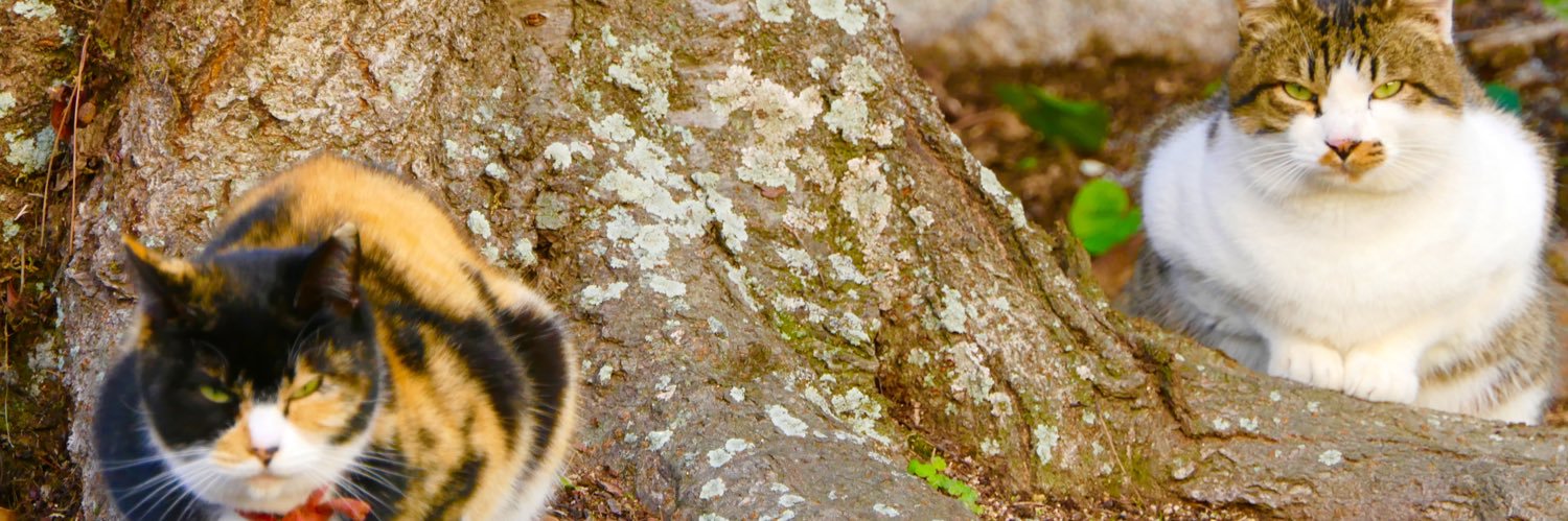 MJapantax's profile banner image