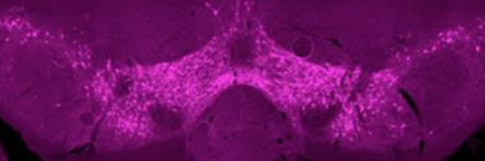 Narayanan Lab banner