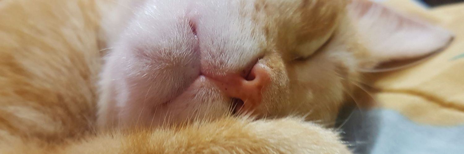 apaulopezOk's profile banner image