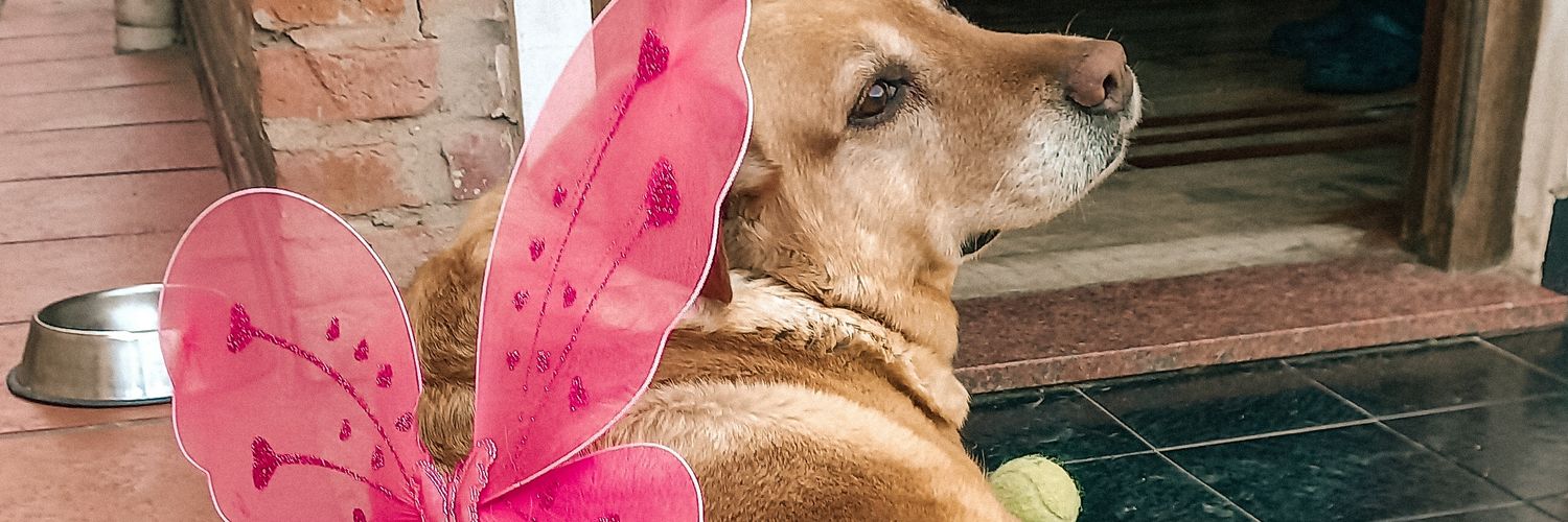 _piucha's profile banner image