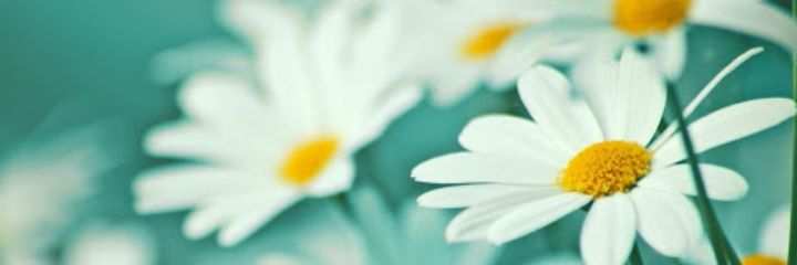SedaDiri's profile banner image
