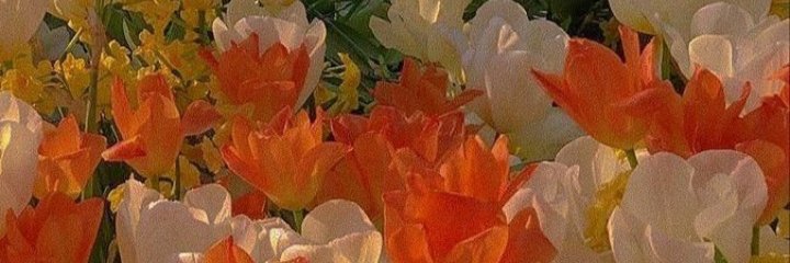 Jsjsjs98563400's profile banner image