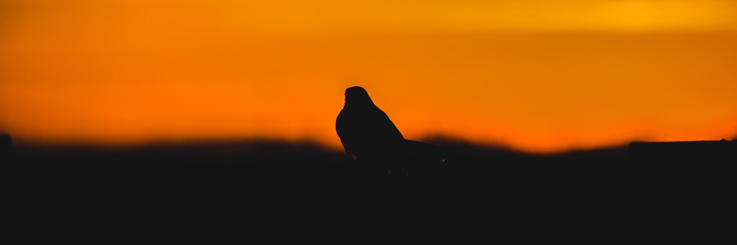thoughtsbyRome's profile banner image