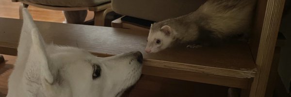 wlsltkfkdgo Profile Banner