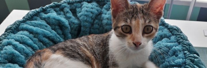 flakaflais's profile banner image