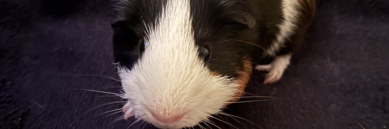 heartleszeli's profile banner image