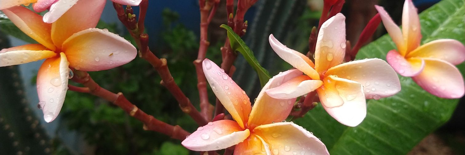 LauraFlores's profile banner image
