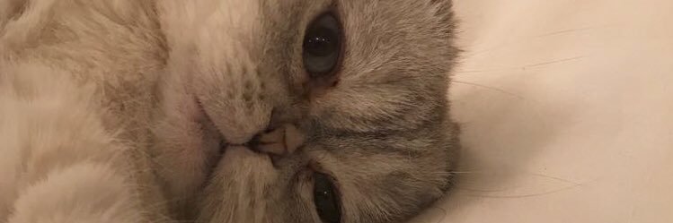 MoenaCandy's profile banner image