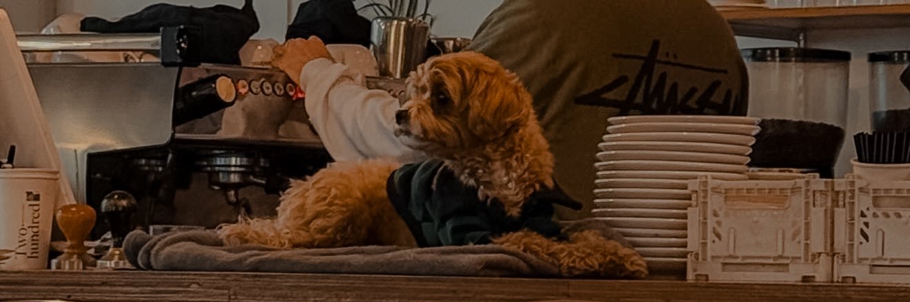 beanfluers's profile banner image