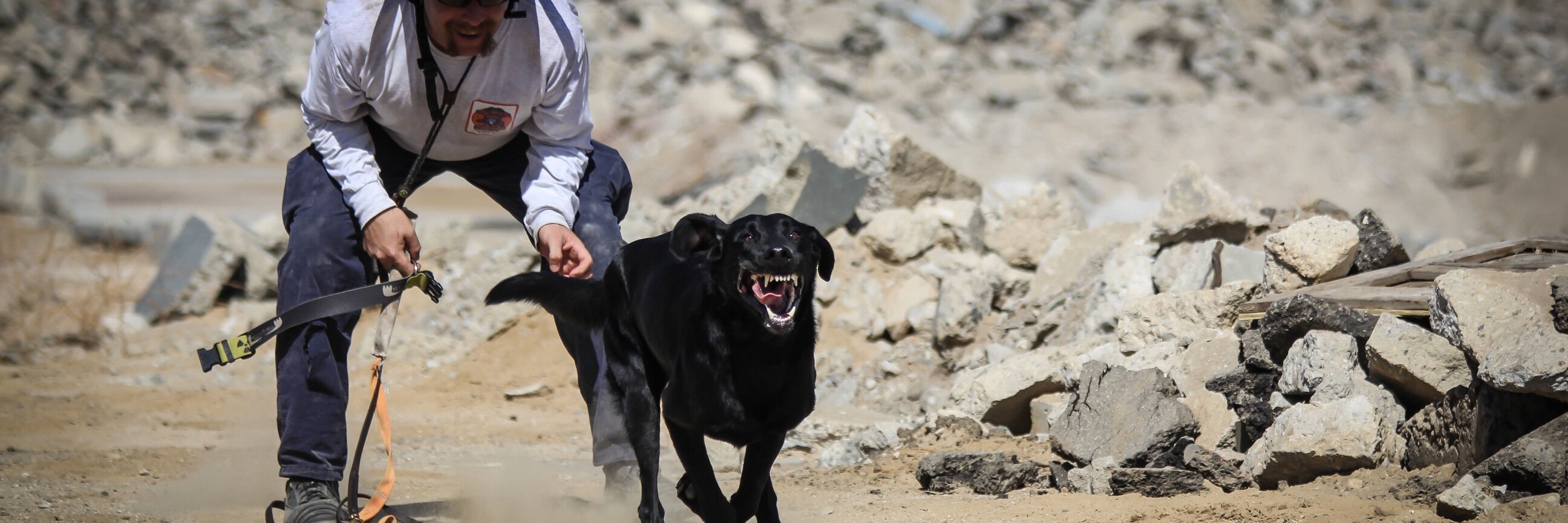 SearchDogBen's profile banner image