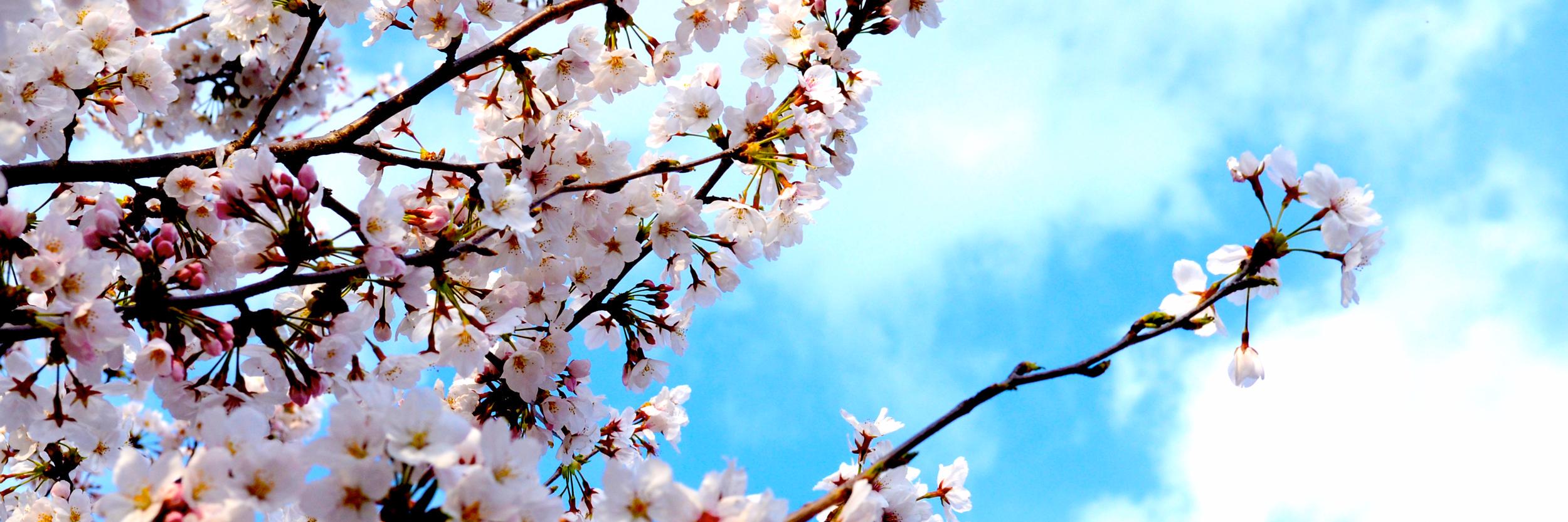 header image